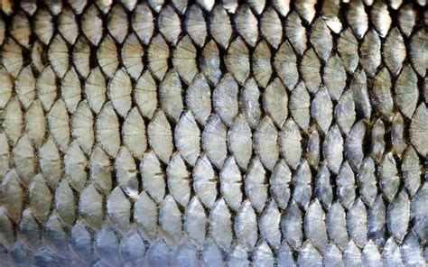 Roach Fish Scales Skin Macro View Photo European Dace Scaly Textured
