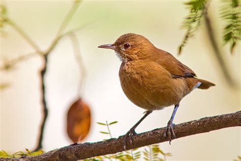 ¿quieres Saber Todo Sobre El Pájaro Hornero Descúbrelo Aquí