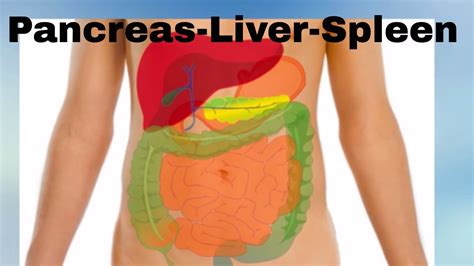 An organ of soft nervous tissue contained in the skull of vertebrates, functioning as the coordinating centre of sensation and located in the back lumar regions of the abdomen. Pancreas -Liver- Spleen- Organs of the Human Body - YouTube