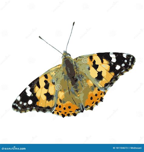 Painted Lady Butterfly Vector Illustration 213614942