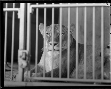 Lion At Franklin Park Zoo 1934 1956 Franklin Park Zoo Zoo