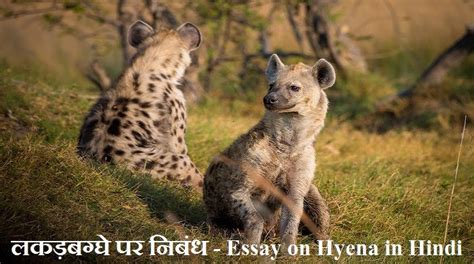 लकड़बग्घे पर निबंध Essay On Hyena In Hindi Hindivyakran