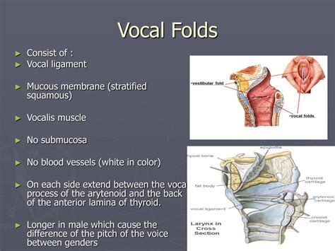 Ppt The Larynx Powerpoint Presentation Free Download Id 5370168