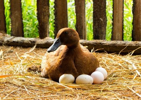 Raising Ducks For Eggs