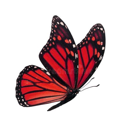 23 Red Monarch Butterfly Isolated White Free Stock Photos