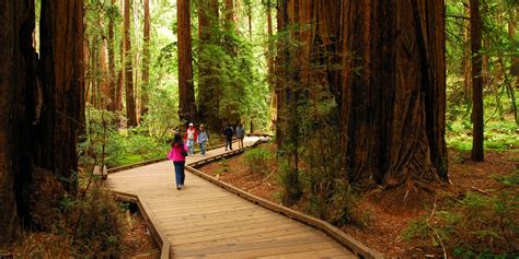 Muir Woods National Monument Outdoor Project
