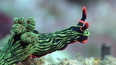 Mucky Secrets Part 18 Sea Slugs Inc Nudibranchs