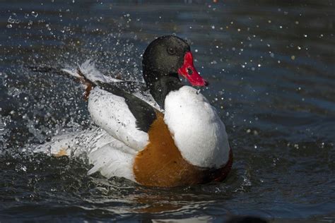 Swim Beak Fauna Duck Vertebrate Image Free Photo