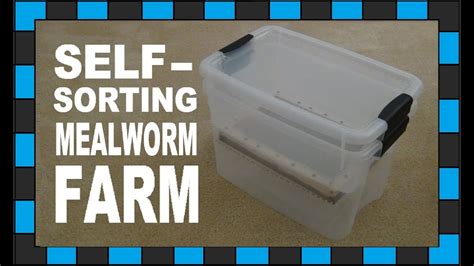 Mealworm Farm Setup