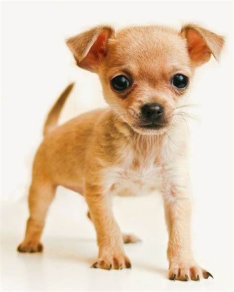 Top 10 Small Dog Breeds Your Kids Love To Have Easyday