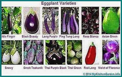 How To Grow Eggplants At Home How To Grow Eggplants From Seeds