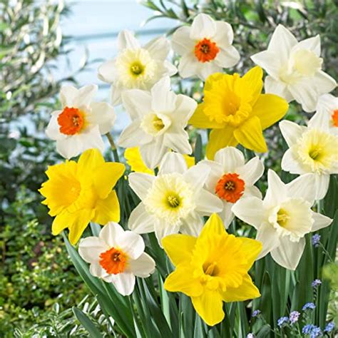 Beautiful Hardy Daffodils Best Varieties For Naturalizing In The Garden