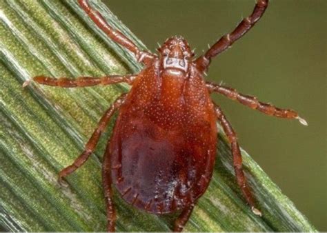 Tick What You Need To Know About Asian Longhorned Ticks A New Tick In