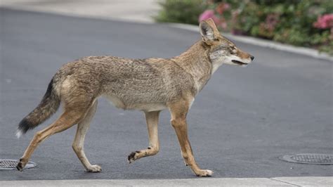 Coyote History And Some Interesting Facts