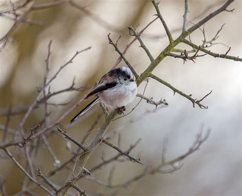 Lovely Long Tailed Tits The Local Answer