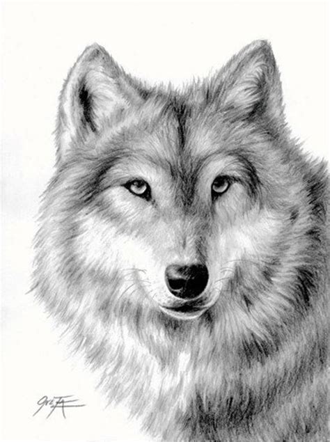 Items Similar To Wolf Pencil Drawing Limited Edition