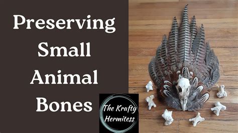Preserving And Cleaning Small Animal Bones Youtube