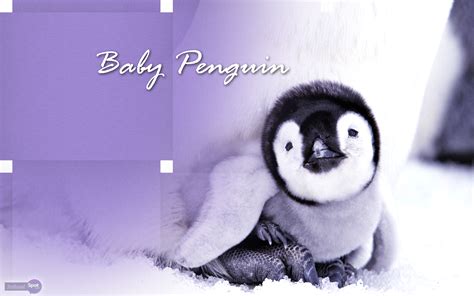 Baby Penguin Desktop Wallpaper Wallpapersafari