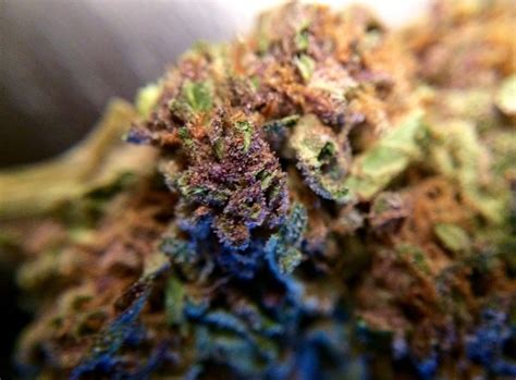 Purple Hindu Kush Might Put You To Sleep Cannabis Review