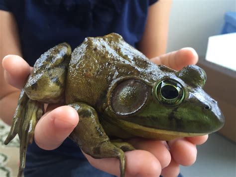 The Bullfrog Frogs