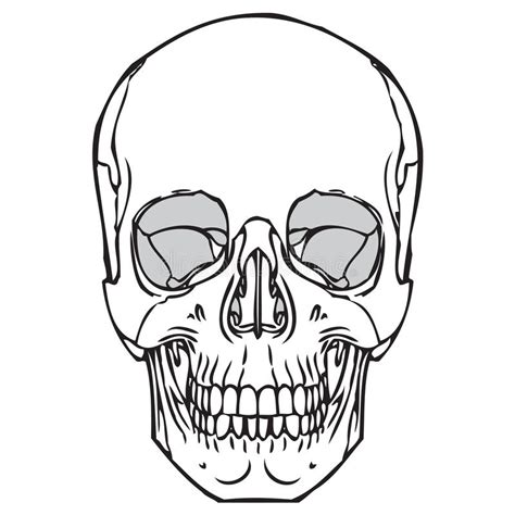 Cráneo Humano 05 Ilustración Del Vector Ilustración De Acortar 78497440