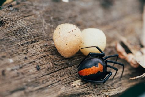 Black Widow Spider Eggs