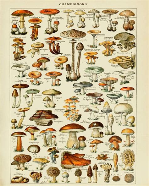 Vintage Mushroom Poster French Mushroom Print Botanical Etsy