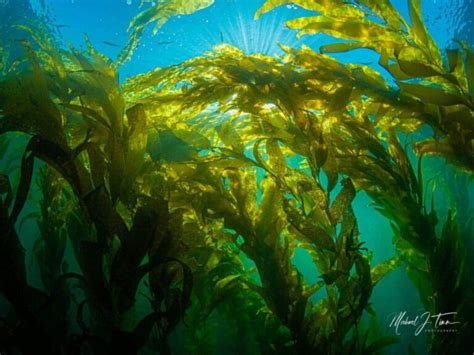 San Diego Kelp Forests A Guide To La Jolla And Point Loma