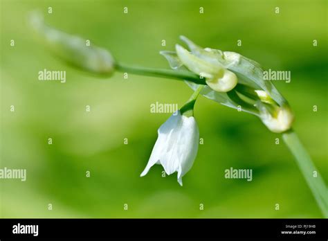 Few Flowered Leek Allium Paradoxum Close Up Of A Flowering Stem With
