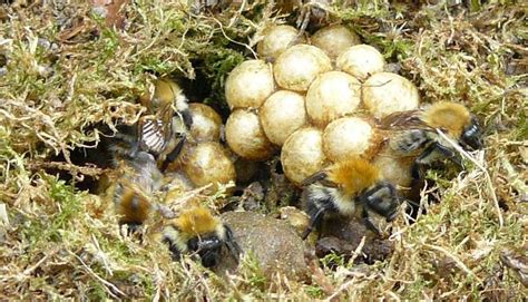 The Inside Of A Bumblebee Nest Can Appear Quite Messy And Disorganised