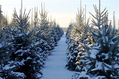 Find Your Christmas Tree Fresh From The Farm The Cottage