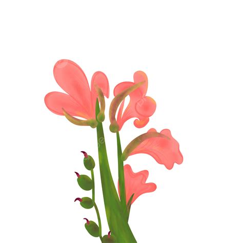 Pink Canna Lily For Garden Pink Canna Canna Hand Drawing Canna