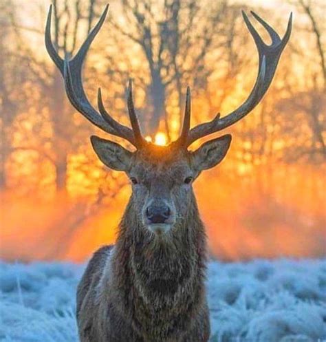 Perfect Scottish Red Deer Stag Deer Photography Animals Wild Deer