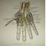Hand Nerves  Greys Anatomy Book Ulnar Nerve