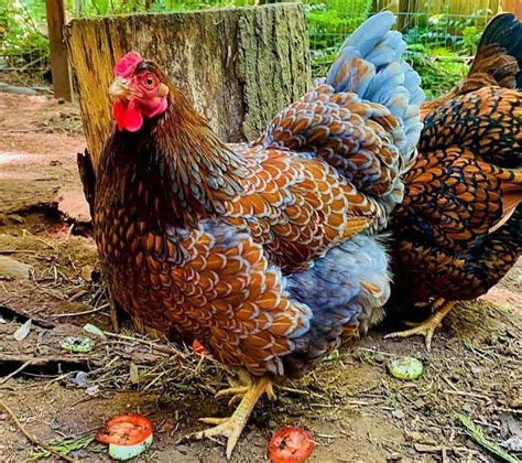 Wyandotte Chickens Breed Profile Facts Photos And Care
