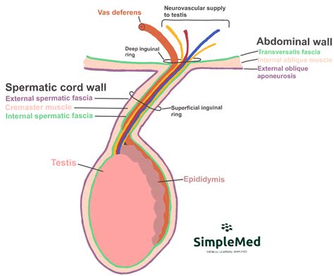 1 Anatomy Of The Man Simplemed Learning Medicine Simplified