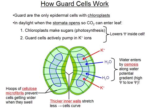 Stomata Structure Guard Cells Biological Science Picture Directory