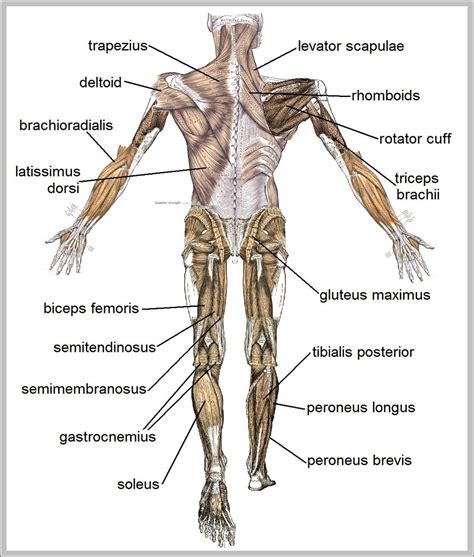 Labeled Muscular System Diagram Anatomy System Human Body Anatomy