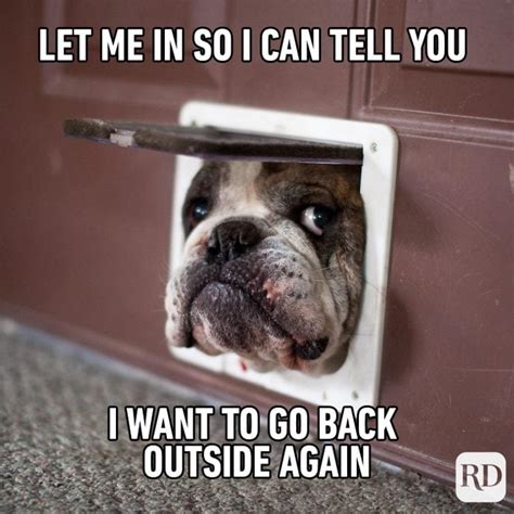 57 Hilarious Dog Memes Youll Laugh At Every Time