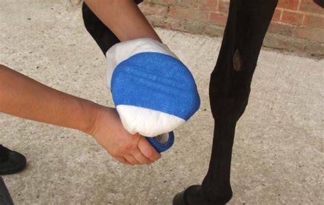 Hoof Abscess In The Horse Everything You Need To Know Horse And Hound