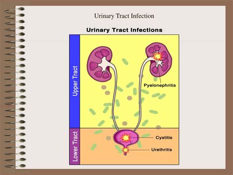 Ppt Urinary System Powerpoint Presentation Free Download Id3624551