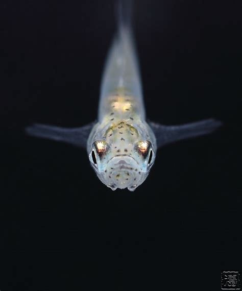 Gobiopterus Chuno Sumatran Glass Goby Freshwater Aquarium Fish Nano