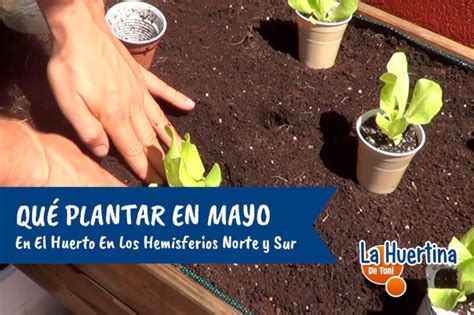 Qué Plantar En Mayo En El Huerto La Huertina De Toni