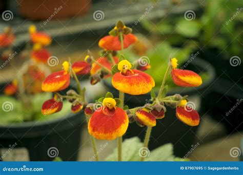 Calceolaria Flowers Stock Image Image Of Colour Grow 87907695