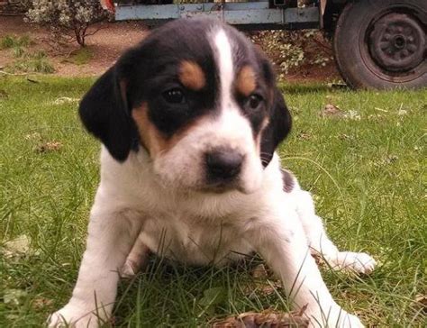 Walkerbluetick Hound Pups For Sale In Selma Oregon Classified