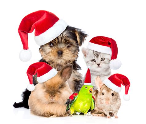 Maybe you would like to learn more about one of these? Family Pets at Christmas 4k Ultra HD Wallpaper ...