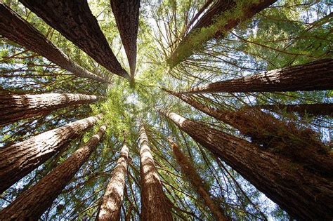 Beautiful Redwoods Mystery Spot Santa Cruz Ca Santa Cruz Mystery