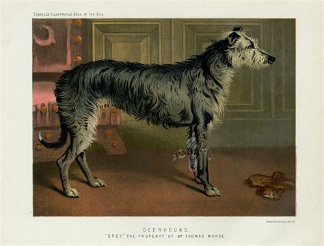 Dog Prints 1890 From The Illustrated Book Of The Dog
