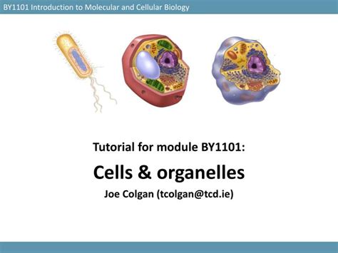 Ppt By1101 Introduction To Molecular And Cellular