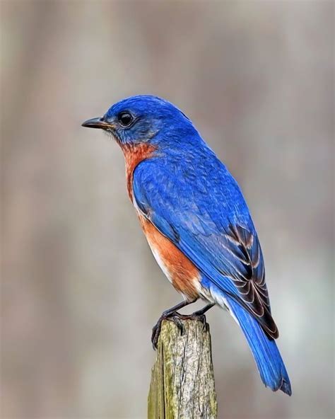 Every Day I Have The Blues Eastern Bluebird Wilmington North